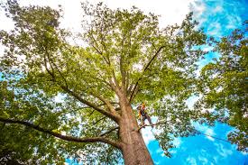 Trusted Englewood, CO Tree Services Experts