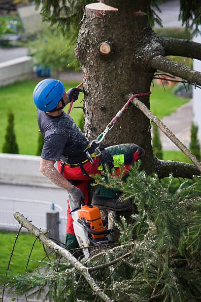 How Our Tree Care Process Works  in Englewood, CO